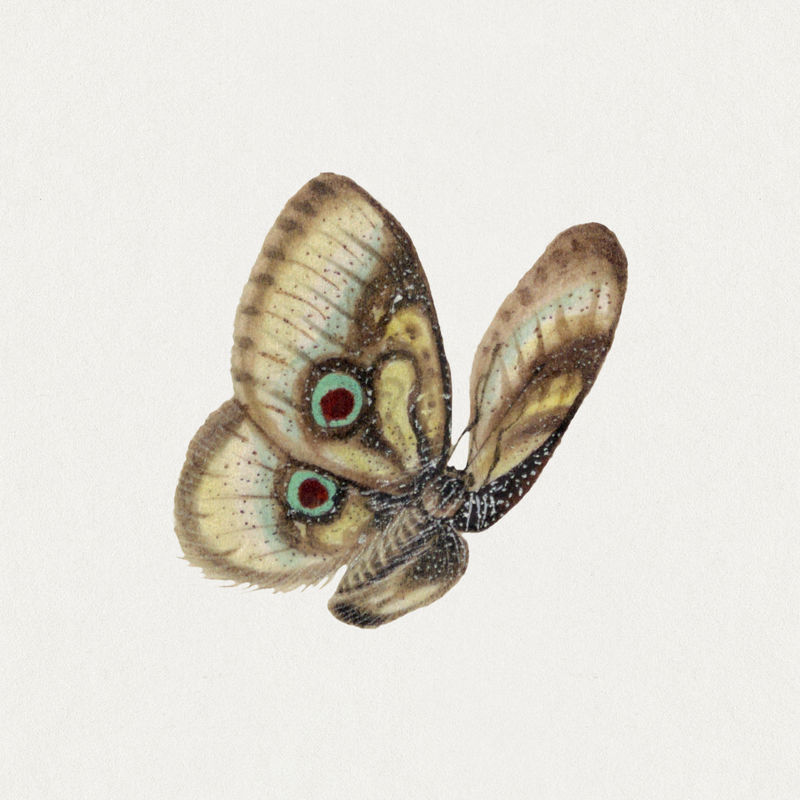 蝴蝶与眼点复古插图