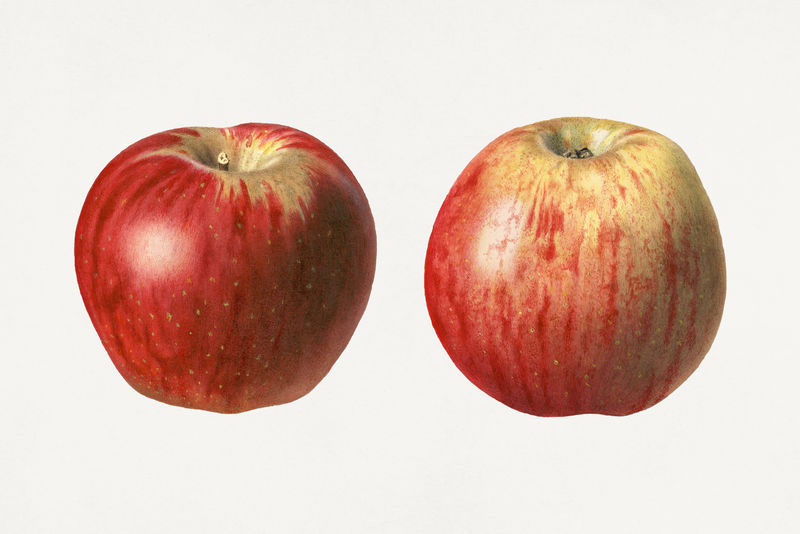 复古红苹果插图模型