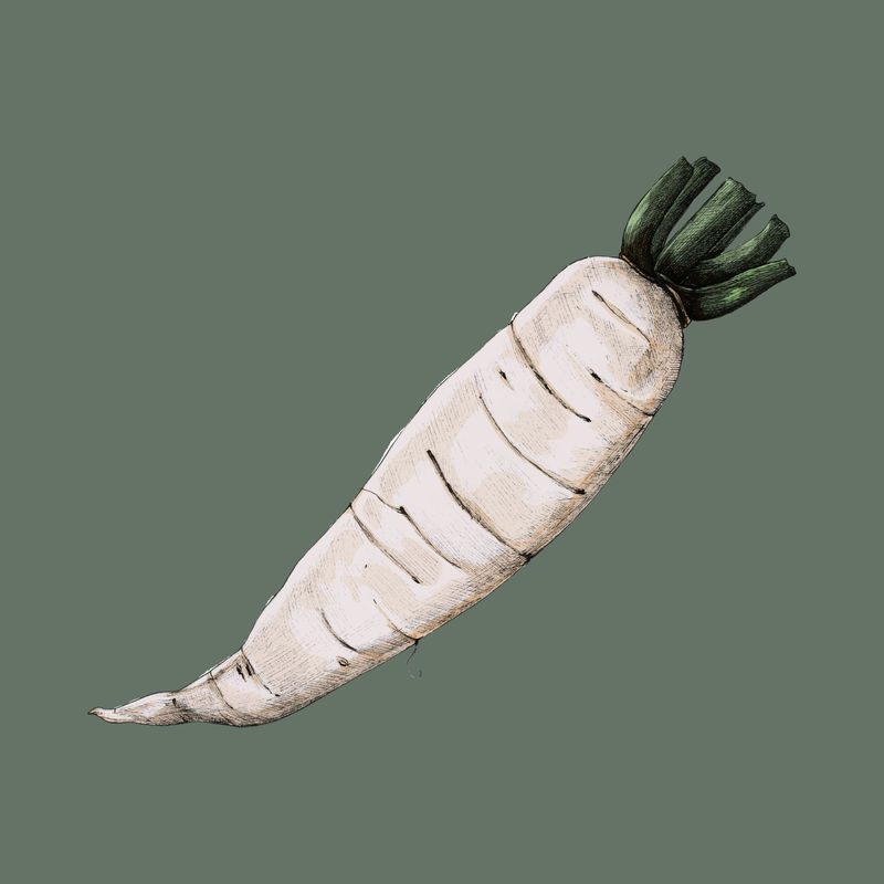 瑞康萝卜蔬菜插图
