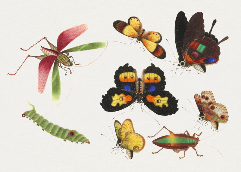 蝴蝶蚱蜢毛毛虫和虫子psd复古图纸集
