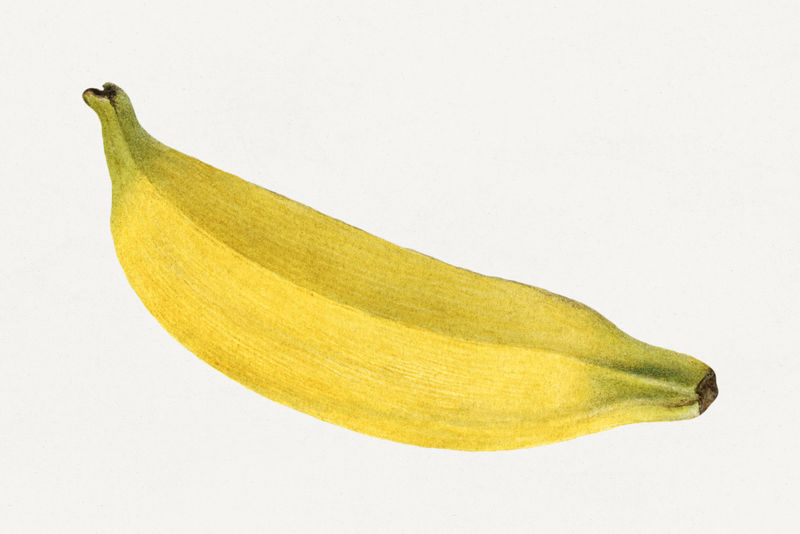 复古香蕉插画模型