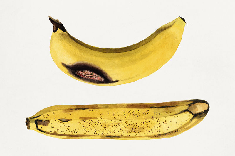 复古香蕉插图模板