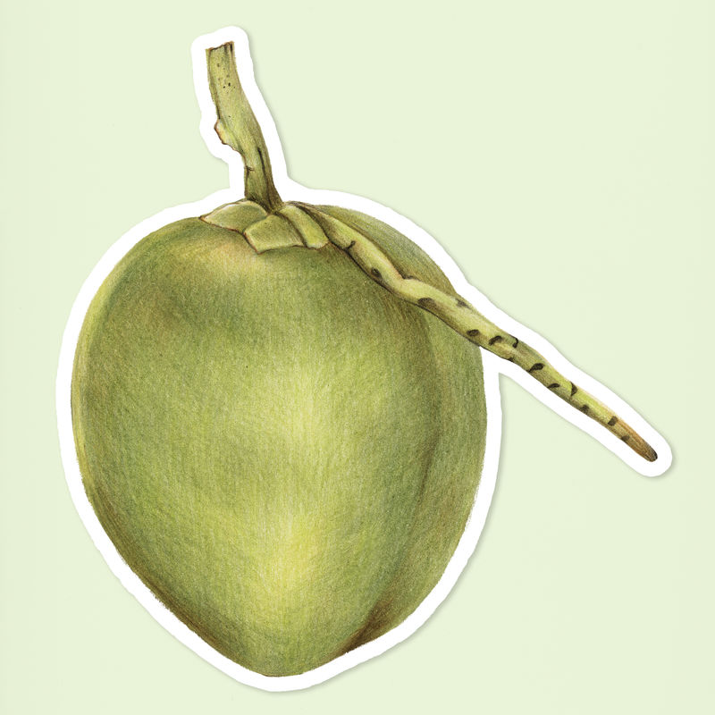 夏季水果椰子插图手绘