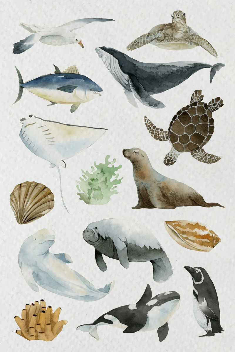 水彩画中来自海洋的动物