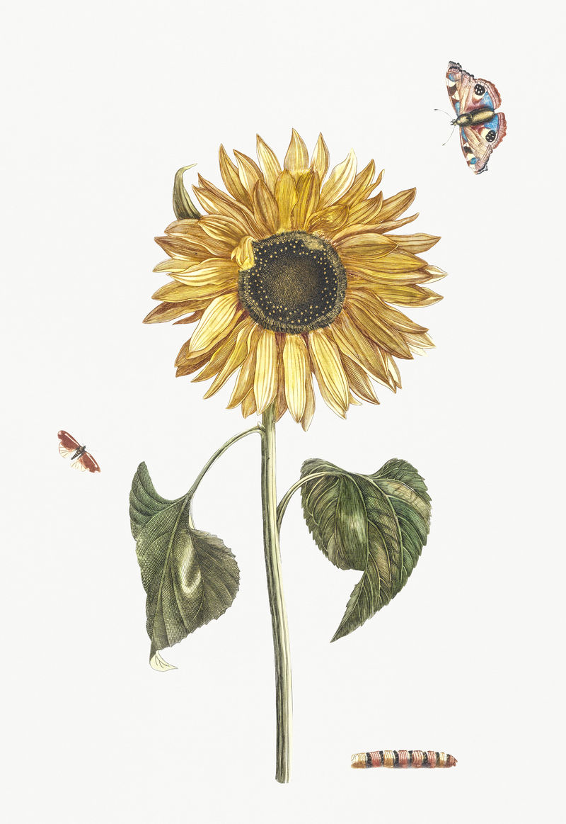《一朵向日葵一只毛毛虫和两只蝴蝶》约翰·泰勒（1648-1709）