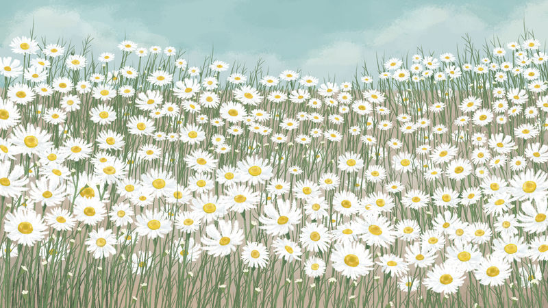 盛开的白色雏菊花背景插图