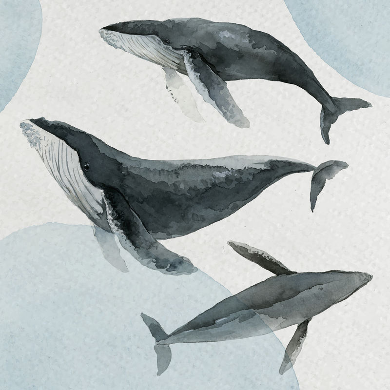 驼背鲸水彩画中的水彩旗矢量