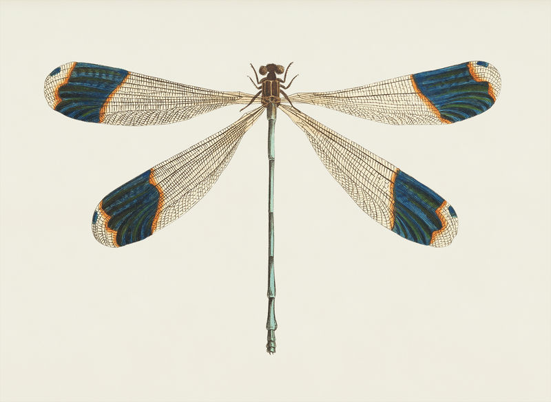 来自博物学家的蓝尖蜻蜓插图\u0026#39；乔治·肖（1751-1813）的《s杂集》（1789-1813）