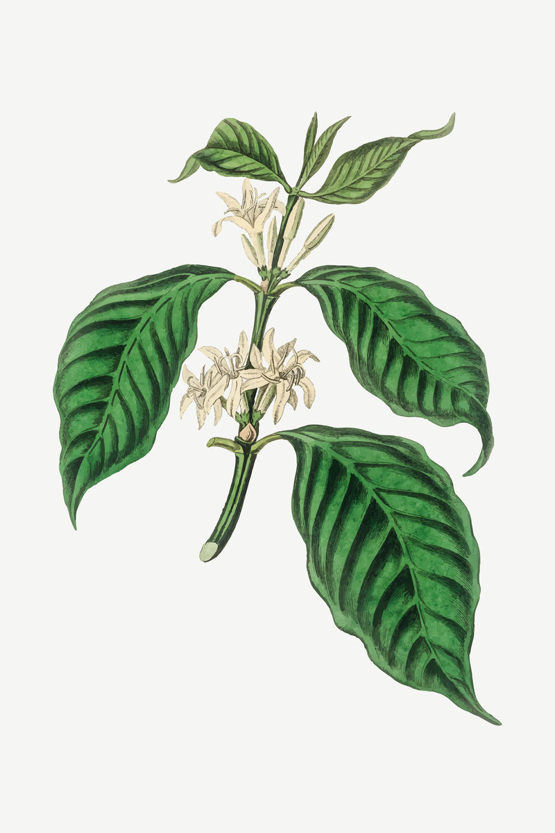 药用植物载体阿拉比卡咖啡植物插图