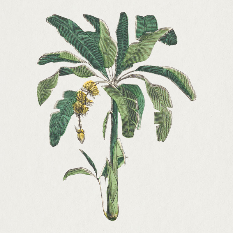 香蕉树psd植物艺术印刷品由Marcius Willson和N