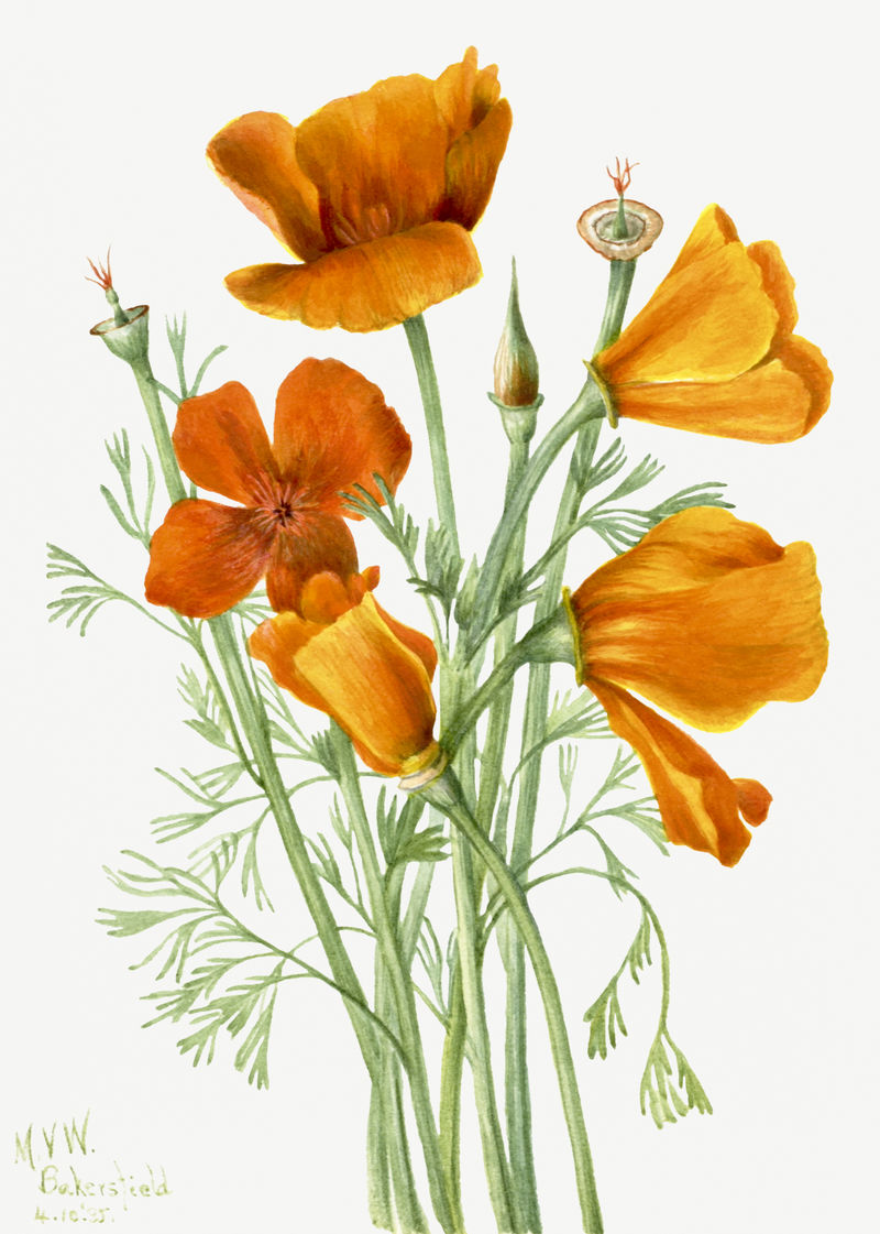 盛开的橙色加州罂粟花psd手绘花卉插画