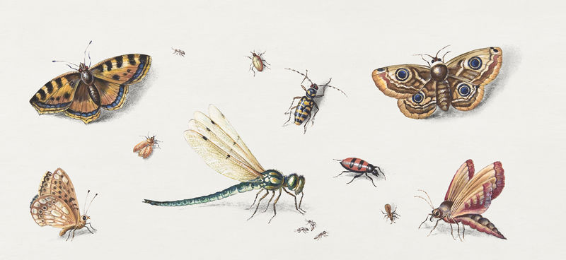 昆虫蝴蝶蜻蜓psd插图集由扬·范·凯塞尔的艺术作品混合而成