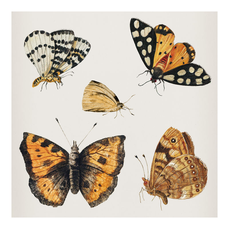 复古蝴蝶和昆虫插画墙画印刷品和海报