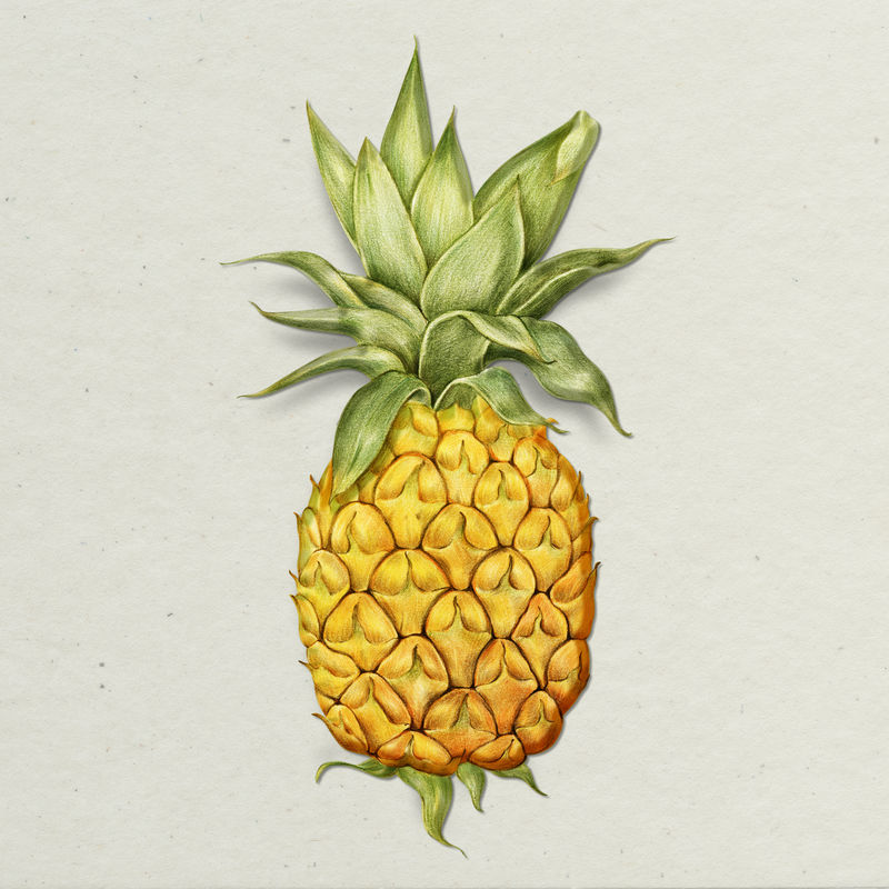 菠萝插画铅笔色风格