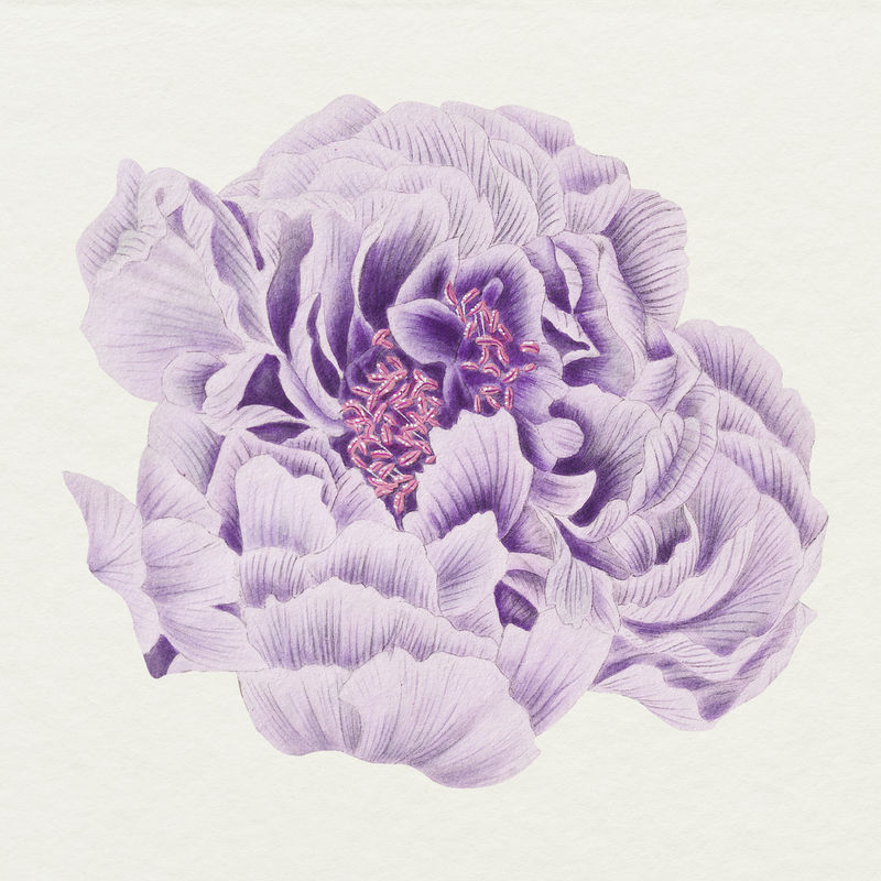 复古紫牡丹花设计元素
