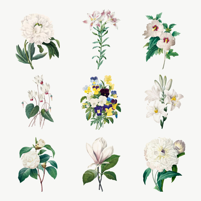 复古whitflower vector植物插图套装由Pierre Joseph Redout的艺术作品混合而成\u0026eacute；