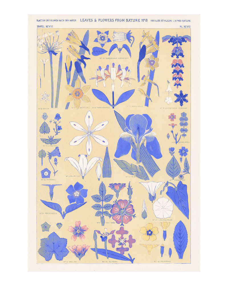 一套树叶和花朵复古插画墙壁艺术印刷品和海报设计混搭自欧文·琼斯的原创艺术作品