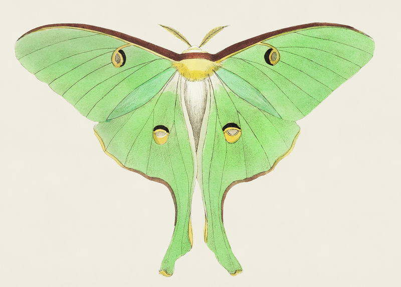 来自博物学家的月神或大豌豆绿色指甲花插图\u0026#39；乔治·肖（1751-1813）的《s杂项》（1789-1813）