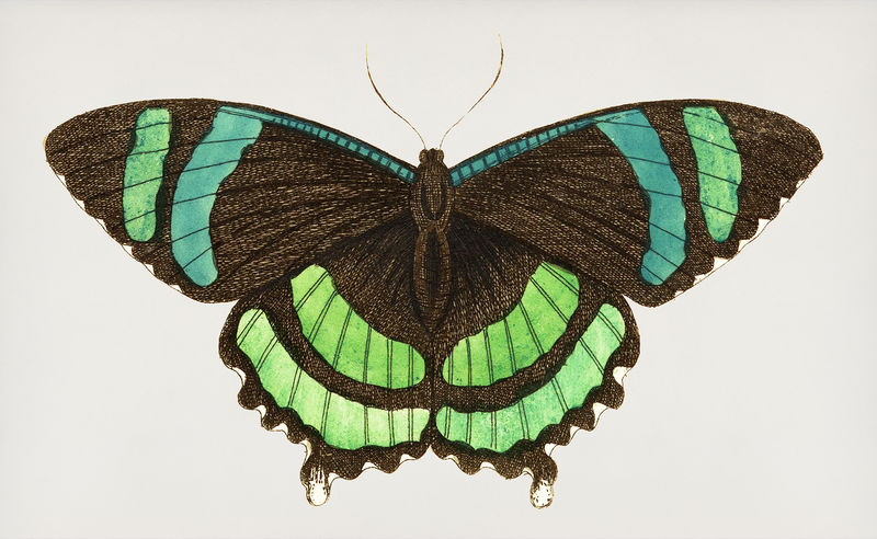 来自博物学家的绿色条纹尾蝶或绿尾蝶插图；乔治·肖（1751-1813）的《s杂项》（1789-1813）