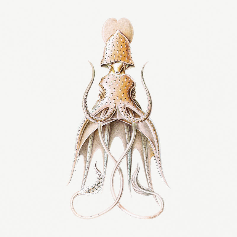 古董章鱼海洋生物插图