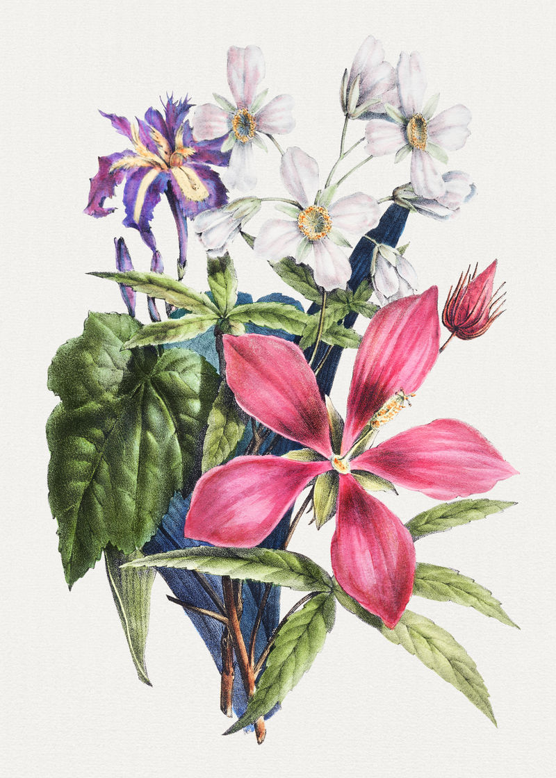 复古粉色ketmia花束插图植物墙艺术