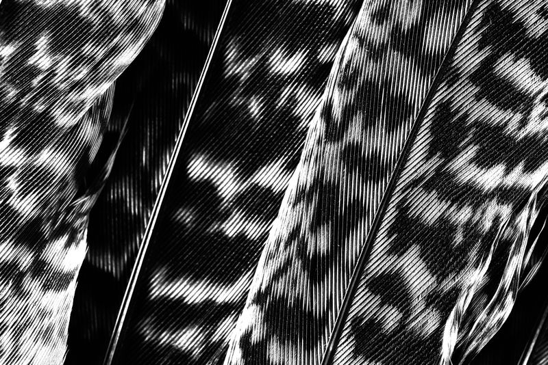 黑白卡拉西亚斑马叶背景