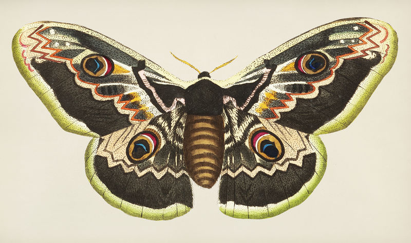 博物学家的大孔雀蛾或satuania pyri插图；乔治·肖（1751-1813）的《s杂项》（1789-1813）