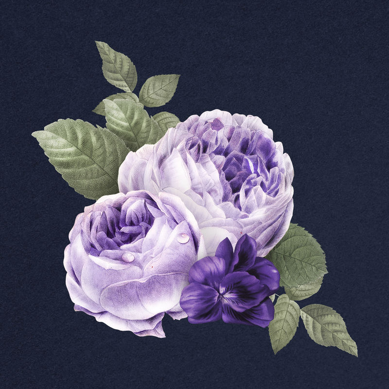 复古紫色psd双苔藓玫瑰花束手绘插图