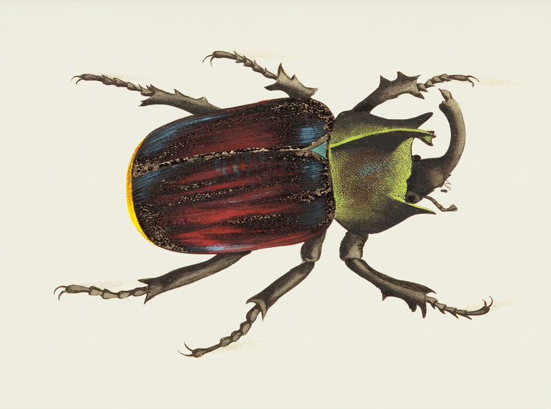 来自博物学家的台风或黑盾甲虫插图\u0026#39；乔治·肖（1751-1813）的《s杂项》（1789-1813）