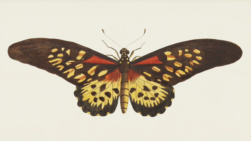 博物学家的安蒂马库斯或长翅利昂娜蝴蝶插图；乔治·肖（1751-1813）的《s杂项》（1789-1813）