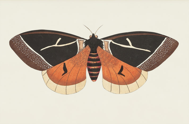 来自博物学家的塔尔基尼亚蛾类插图\u0026#39；乔治·肖（1751-1813）的《s杂项》（1789-1813）