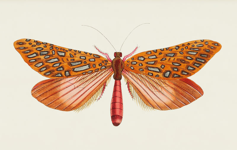 来自博物学家的金星蛾插图；乔治·肖（1751-1813）的《s杂项》（1789-1813）