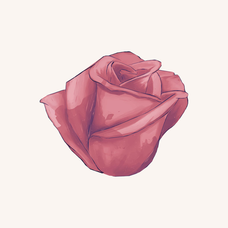 画红玫瑰的插图