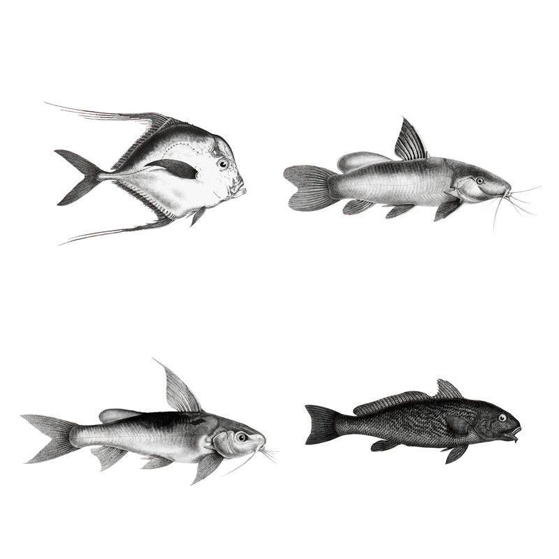 海洋生物和鱼类物种复古矢量插图集
