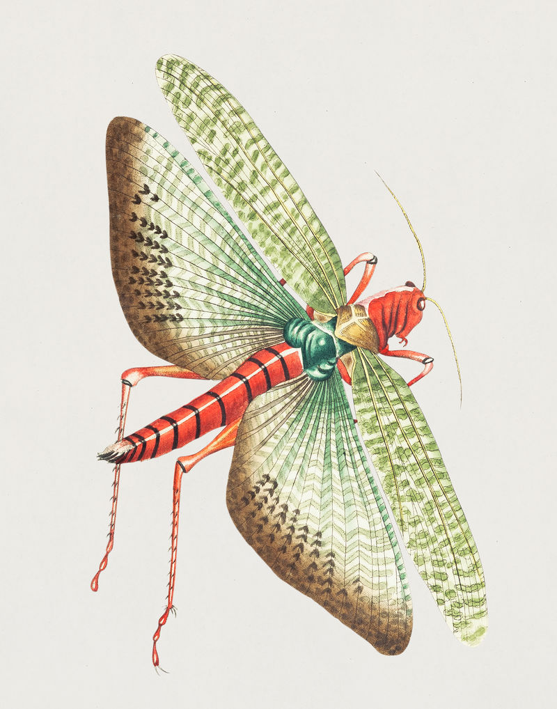 博物学家的埃及蝗虫插图；乔治·肖（1751-1813）的《s杂项》（1789-1813）