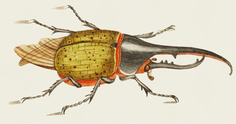 乔治·肖（1751-1813）的《博物学家杂集》（1789-1813）中的大力士甲虫插图