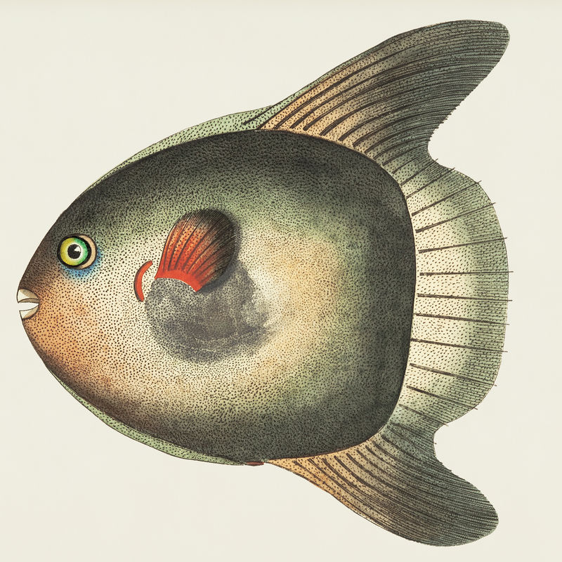 博物学家的太阳鱼短插画\u0026#39；乔治·肖（1751-1813）的《s杂项》（1789-1813）