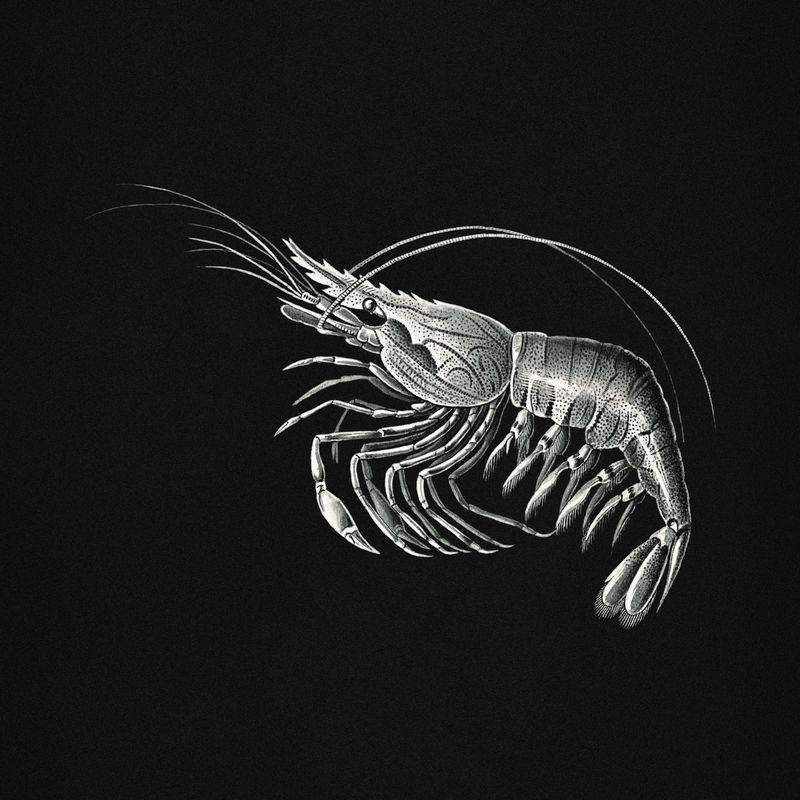 黑色背景上的复古虾插图