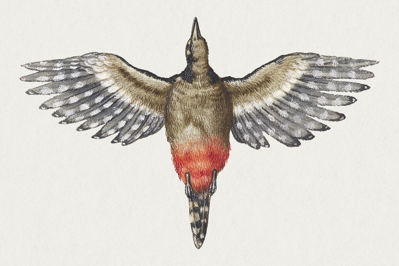 古董啄木鸟手绘风格