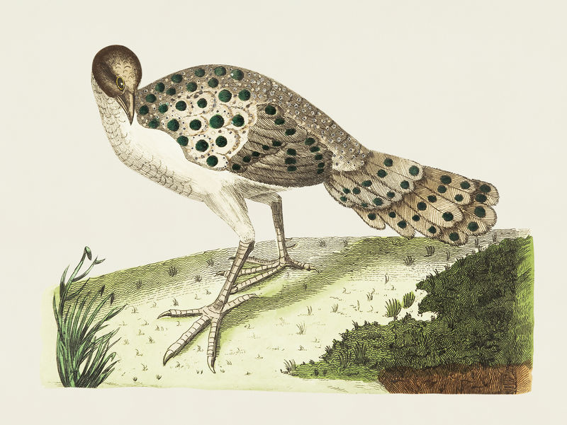 来自自然主义者的Thibetian孔雀插图\u0026#39；乔治·肖（1751-1813）的《s杂项》（1789-1813）