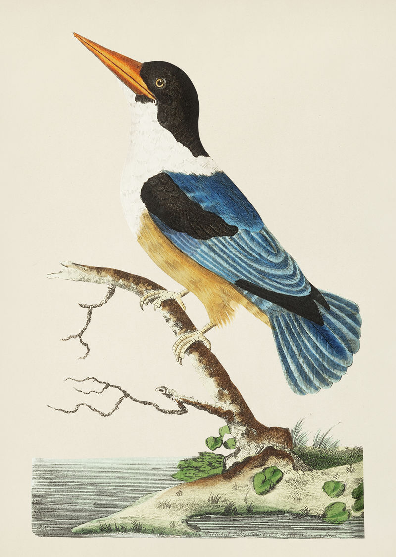 博物学家的黑冠翠鸟或紫蓝色翠鸟插图\u0026#39；乔治·肖（1751-1813）的《s杂项》（1789-1813）