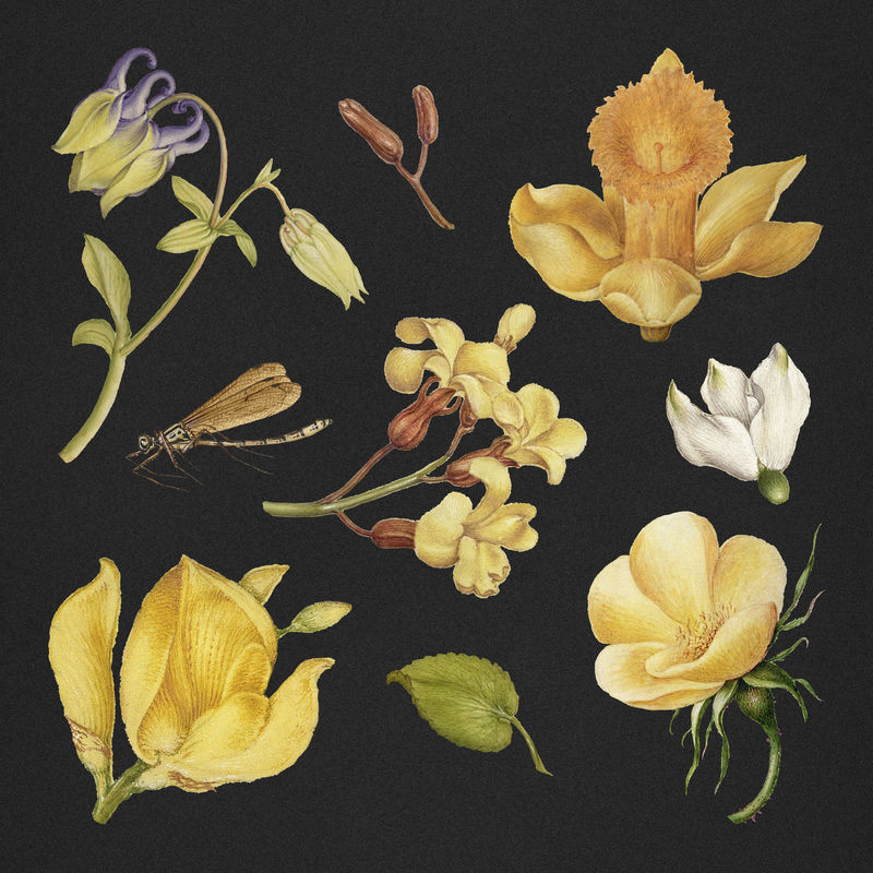 植物学手绘psd复古黄色花朵黑色背景由Joris Hoefnagel和Georg Bocskay的书法模型书混合而成