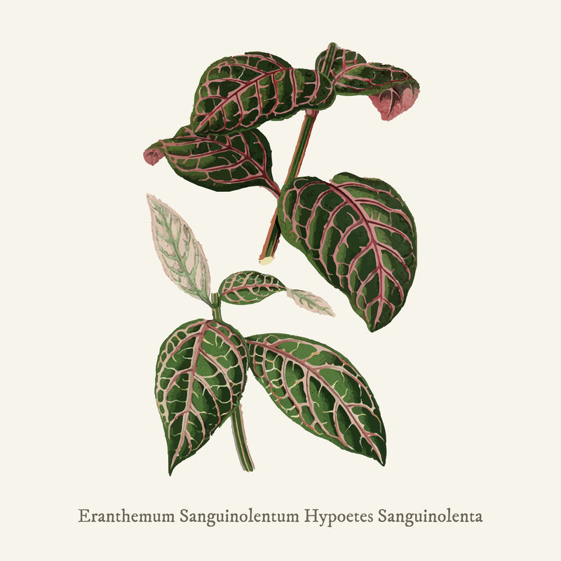 Eranthemum Sanguinolentum found in\u003ca href=\