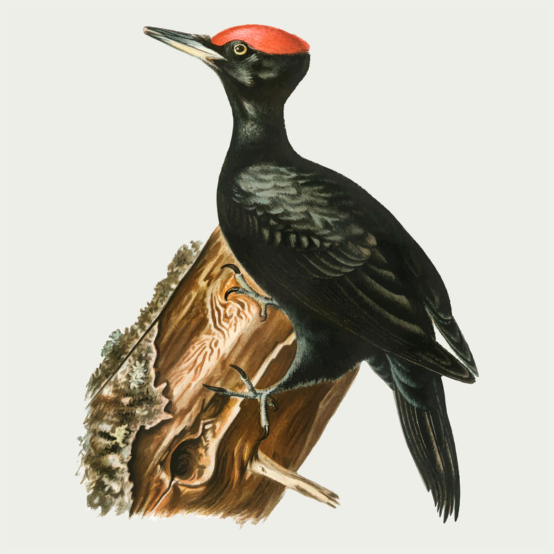 黑啄木鸟矢量鸟手绘