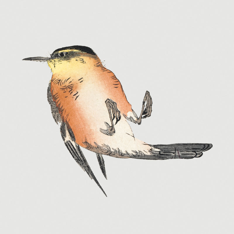 灰色背景上的一只鸣禽的复古插图