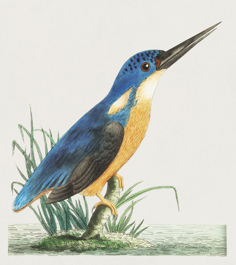 博物学家的三趾翠鸟或深蓝色翠鸟插图；乔治·肖（1751-1813）的《s杂项》（1789-1813）