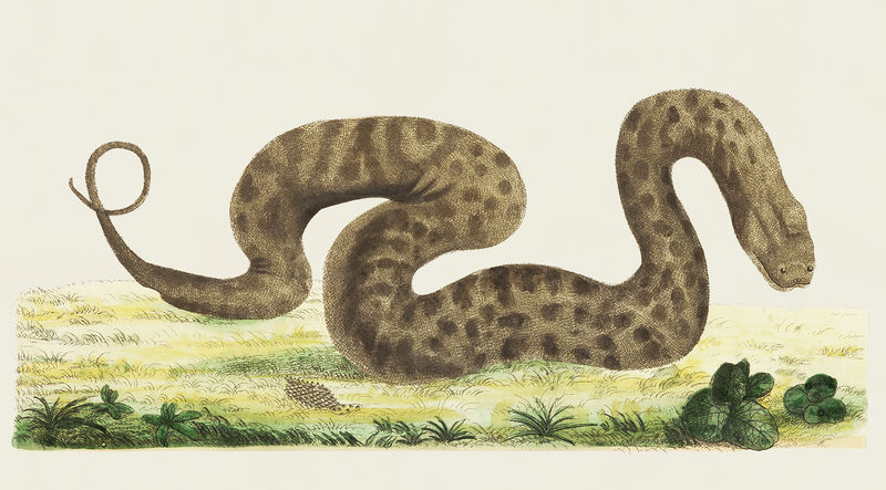 阿科科多斯或疣蛇的复古插图