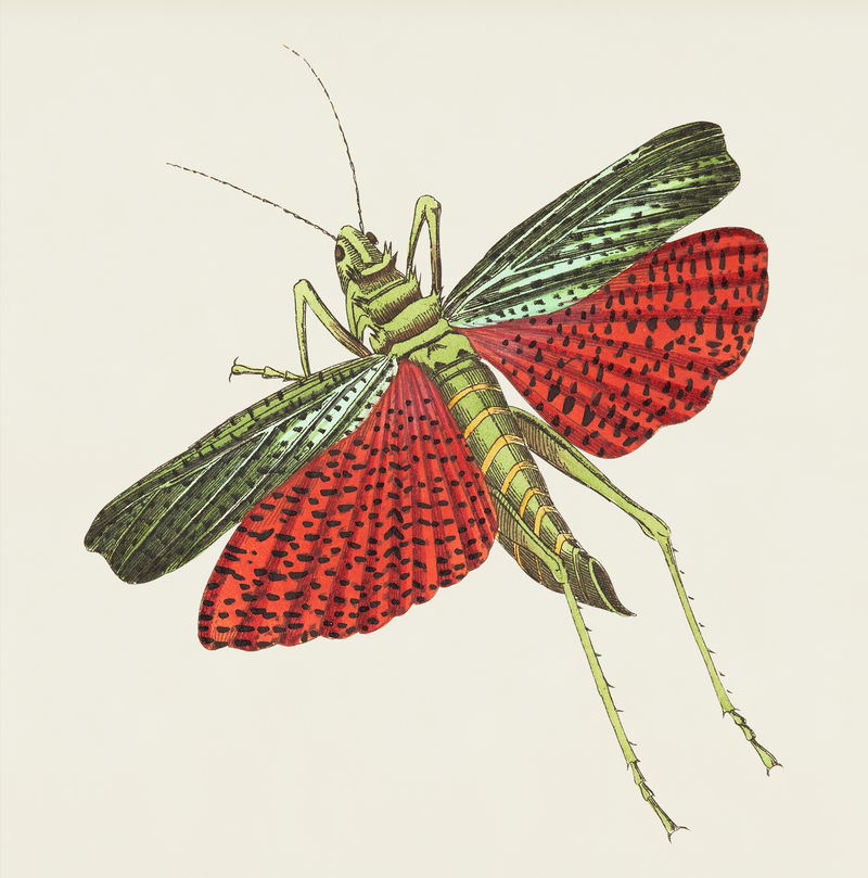 博物学家的三刺蝗虫插图\u0026#39；乔治·肖（1751-1813）的《s杂项》（1789-1813）