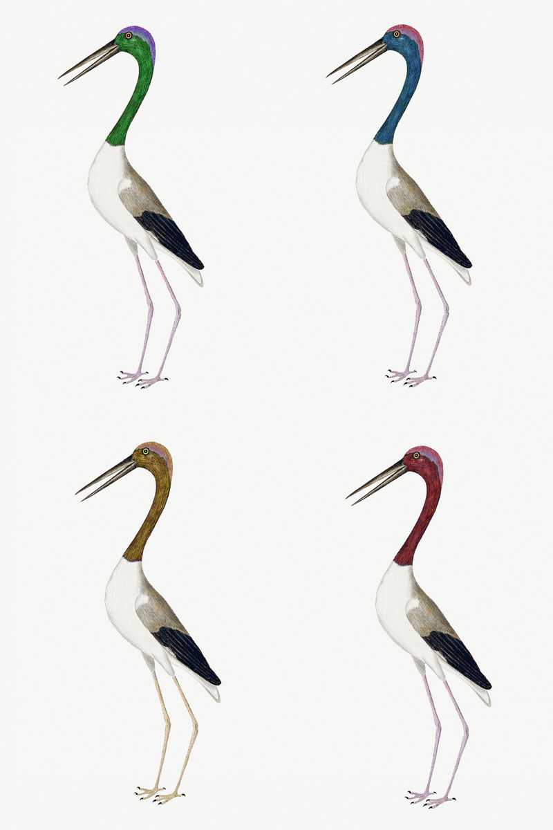 彩色长腿涉水鸟复古插图套装模板