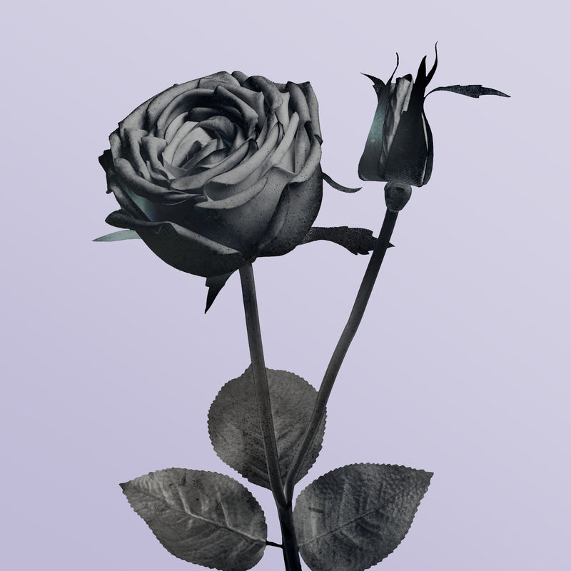 紫色背景上单调绽放的玫瑰插图